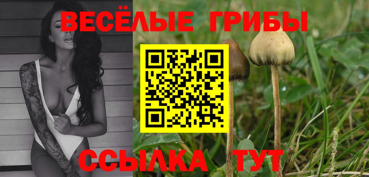 Галлюциногенные грибы Psilocybe Кувандык